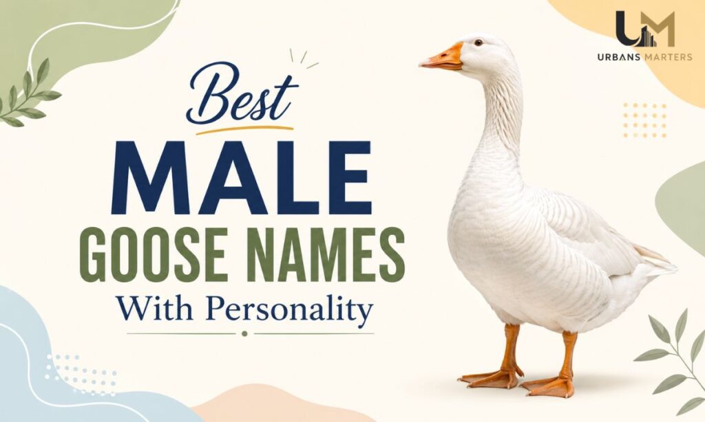 Best Male Goose Names With Personality